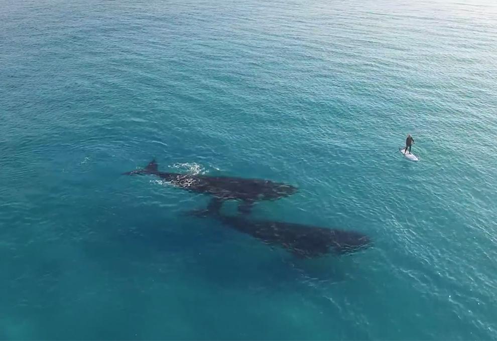 picture_tcp_paddle_boarding_with_whales_in_australia__tcp_blog_large
