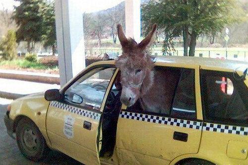 donkeycar