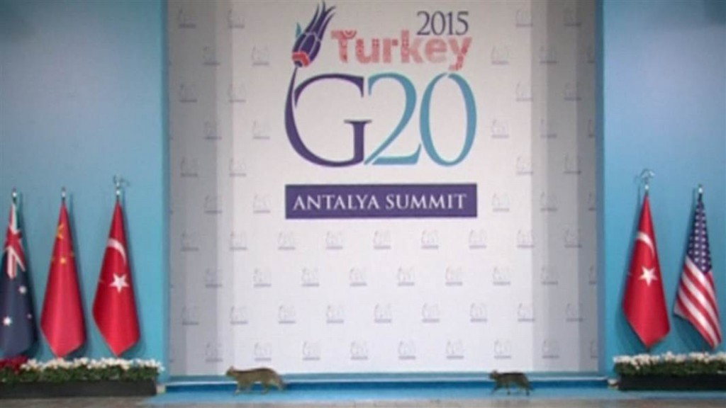 g20cats