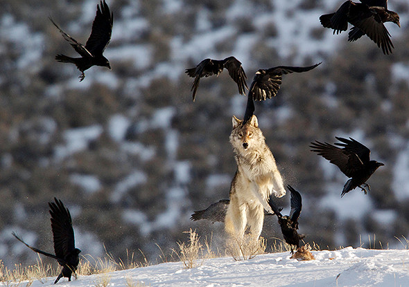 EAT5TN A gray wolf jumps at the ravens to scare them off its food.